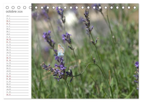 Produktbild: Dans le jardin des papillons (Calendrier de bureau 2026 DIN A5 vertical), CALVENDO calendrier mensuel