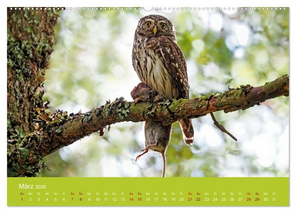 Produktbild: Augen auf - versteckte Tierwelt (Wandkalender 2026 DIN A2 quer), CALVENDO Monatskalender