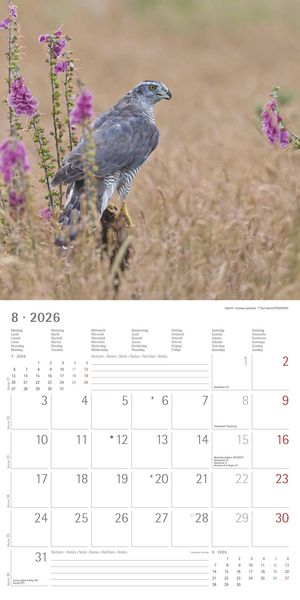 Geheimnisvolles Waldleben 2026 - Broschürenkalender 30x30 cm (30x60 geöffnet) - Kalender mit Platz für Notizen - Forest Animals - Bildkalender - Wandk