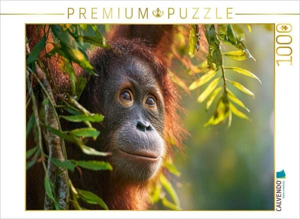 CALVENDO Puzzle Was wird dieser Orang-Utan als nächstes tun? | 1000 Teile Lege-Größe 64x48cm Foto-Puzzle für glückliche Stunden, Sonstige von ,