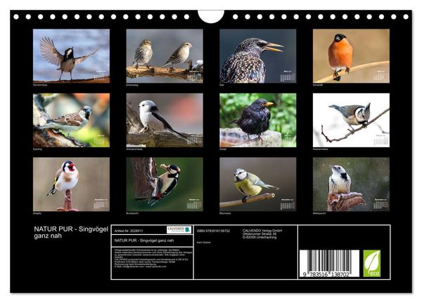 Produktbild: NATUR PUR - Singv&ouml;gel ganz nah (Wandkalender 2026 DIN A4 quer), CALVENDO Monatskalender