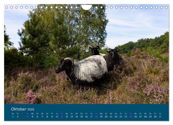 Produktbild: Heidschnucken, die pr&auml;chtigen Schafe der L&uuml;neburger Heide (Wandkalender 2026 DIN A4 quer), CALVENDO Monatskalender