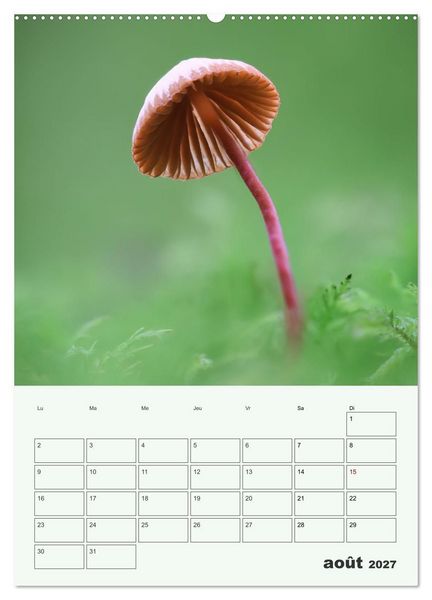Produktbild: Champignons magiques - Beaut&eacute;s &eacute;ph&eacute;m&egrave;res (Calendrier mural 2027 DIN A2 horizontal), CALVENDO calendrier mensuel