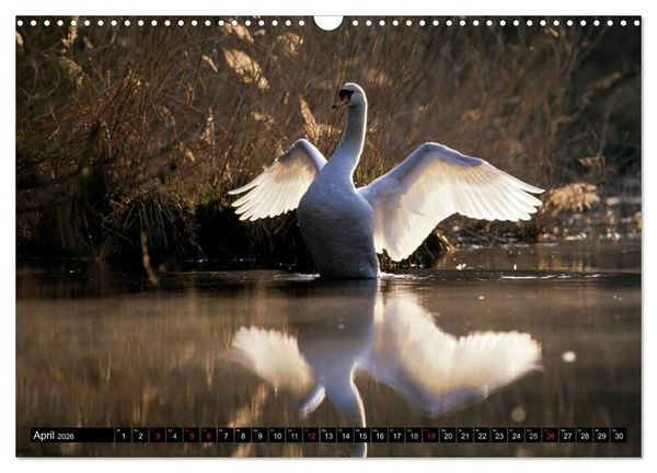 Produktbild: SCHW&Auml;NE. (Wandkalender 2026 DIN A3 quer), CALVENDO Monatskalender