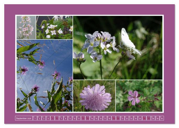 Produktbild: Collagen aus Eifel und Umland 2026 (Tischkalender 2026 DIN A5 quer), CALVENDO Monatskalender