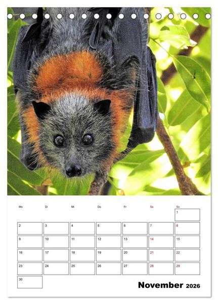 Produktbild: Australiens faszinierende Tierwelt (Tischkalender 2026 DIN A5 hoch), CALVENDO Monatskalender