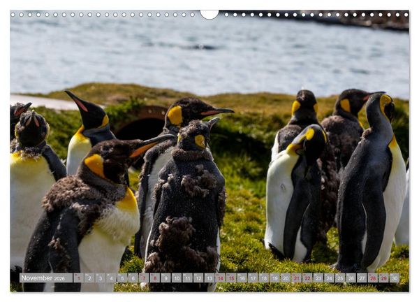 Produktbild: Einfach liebenswert diese Pinguine (Wandkalender 2026 DIN A3 quer), CALVENDO Monatskalender