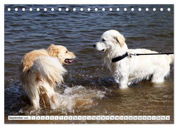 Produktbild: Golden Retriever ein treuer Begleiter (Tischkalender 2026 DIN A5 quer), CALVENDO Monatskalender