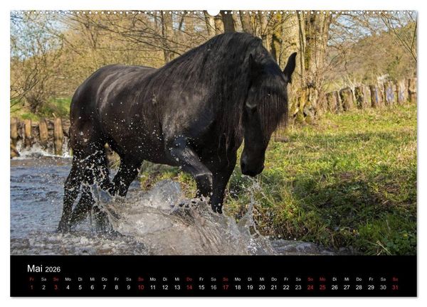 Produktbild: Friesen - Sch&ouml;nheit, Kraft und Eleganz (hochwertiger Premium Wandkalender 2026 DIN A2 quer), Kunstdruck in Hochglanz