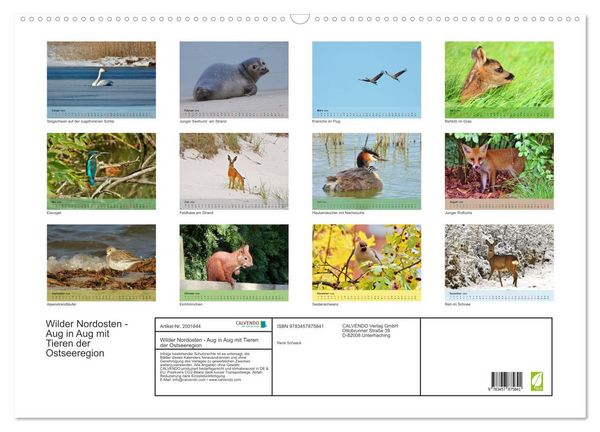 Produktbild: Wilder Nordosten - Aug in Aug mit Tieren der Ostseeregion (Wandkalender 2026 DIN A2 quer), CALVENDO Monatskalender