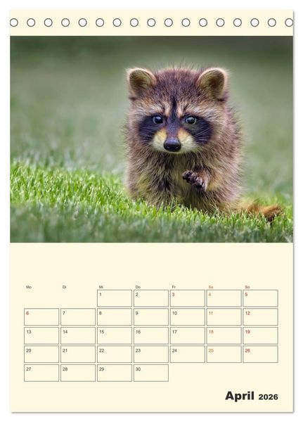 Produktbild: Drolliger Waschb&auml;r (Tischkalender 2026 DIN A5 hoch), CALVENDO Monatskalender