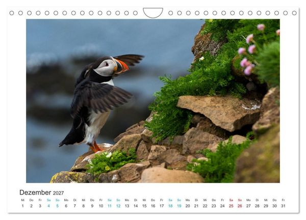 Produktbild: PAPAGEIENTAUCHER - Clowns der Nordmeere (Wandkalender 2027 DIN A4 quer), CALVENDO Monatskalender