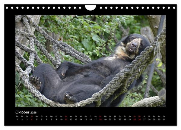 Produktbild: Bitte nicht st&ouml;ren... hier tr&auml;umen Tiere (Wandkalender 2026 DIN A4 quer), CALVENDO Monatskalender
