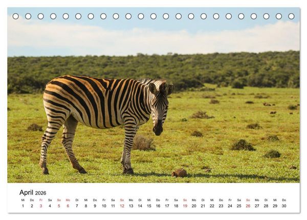 Produktbild: S&uuml;dafrika - Eine beeindruckende Tierwelt (Tischkalender 2026 DIN A5 quer), CALVENDO Monatskalender
