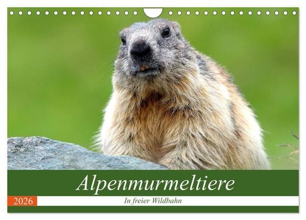Produktbild: Alpenmurmeltiere in freier Wildbahn (Wandkalender 2026 DIN A4 quer), CALVENDO Monatskalender