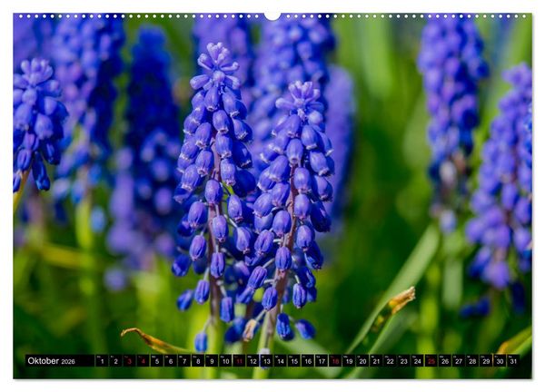 Produktbild: Kleine Blumen ganz gro&szlig; (hochwertiger Premium Wandkalender 2026 DIN A2 quer), Kunstdruck in Hochglanz