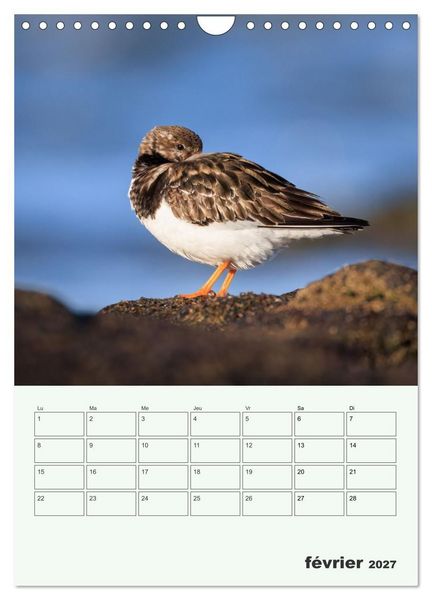 Produktbild: Le monde intime des oiseaux (Calendrier mural 2027 DIN A4 horizontal), CALVENDO calendrier mensuel