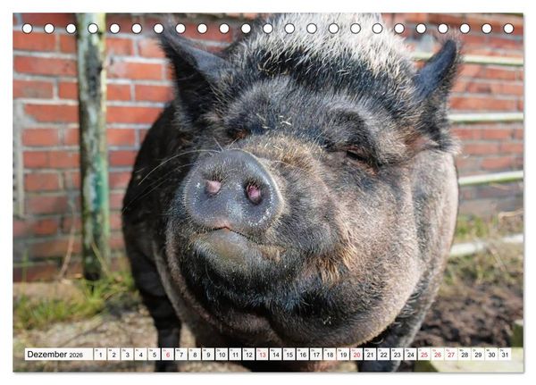 Produktbild: Von S&auml;uen die Schwein haben! (Tischkalender 2026 DIN A5 quer), CALVENDO Monatskalender