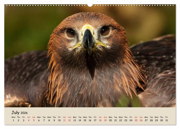 Produktbild: British Birds of Prey (High Quality Premium Wall Calendar 2026 DIN A2 landscape),CALVENDO 12 Month Wall Calendar