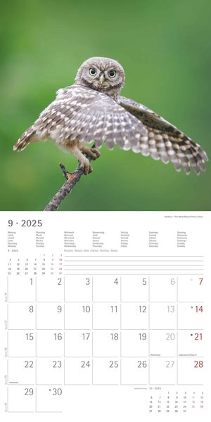 'Eulen 2025 - Broschürenkalender 30x30 cm (30x60 geöffnet) - Kalender mit Platz für Notizen 