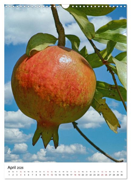Produktbild: Fr&uuml;chte Israels (Wandkalender 2026 DIN A3 hoch), CALVENDO Monatskalender