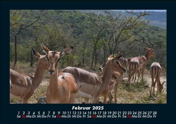 Produktbild: Welt der Tiere 2025 Fotokalender DIN A5