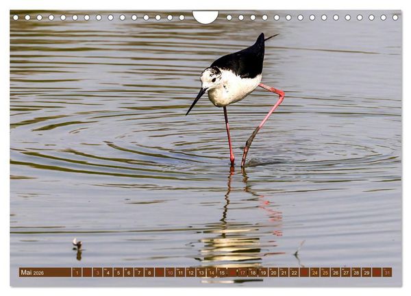 Produktbild: Die Vogelwelt der Camargue (Wandkalender 2026 DIN A4 quer), CALVENDO Monatskalender