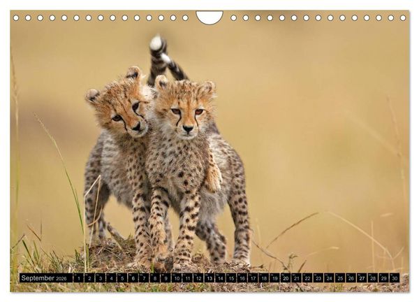 Produktbild: Magie des Augenblicks: Geparde - verschmuste Raubkatzen (Wandkalender 2026 DIN A4 quer), CALVENDO Monatskalender