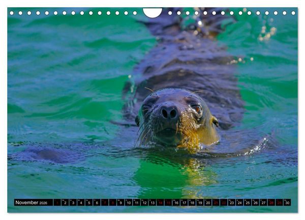 Produktbild: Naturparadies Galapagos - UNESCO Weltkulturerbe (Wandkalender 2026 DIN A4 quer), CALVENDO Monatskalender