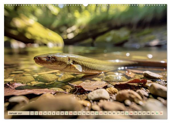 Produktbild: Aale in Seen und Fl&uuml;ssen (hochwertiger Premium Wandkalender 2027 DIN A2 quer), Kunstdruck in Hochglanz