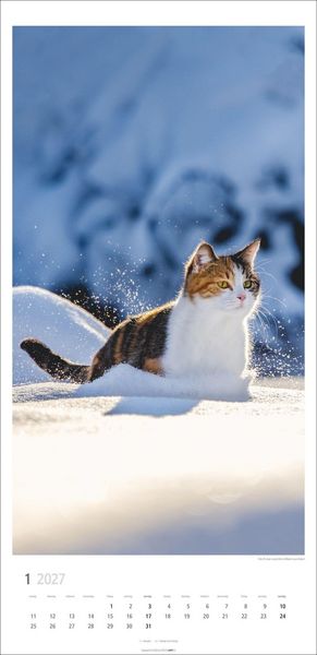 Produktbild: Katzen Kalender 2027