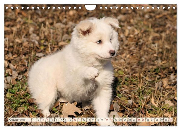 Produktbild: Bezaubernde Islandhundewelpen (Wandkalender 2026 DIN A4 quer), CALVENDO Monatskalender