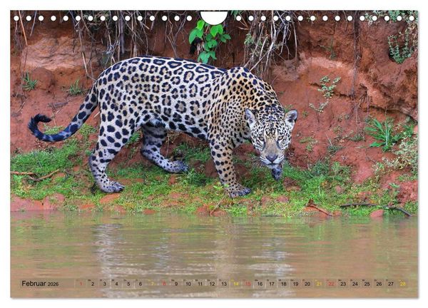 Produktbild: Jaguare im Pantanal (Wandkalender 2026 DIN A4 quer), CALVENDO Monatskalender