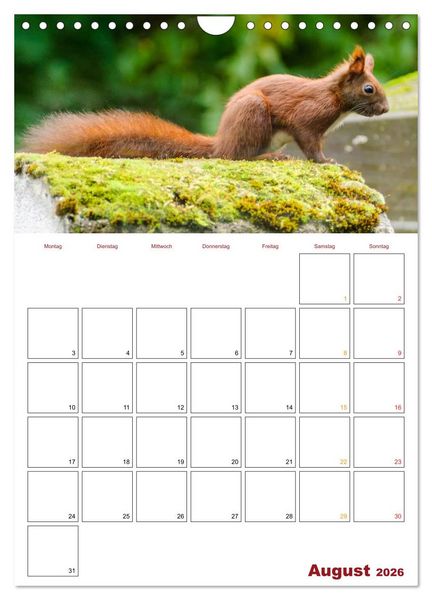 Produktbild: Eichh&ouml;rnchen Planer 2026 (Wandkalender 2026 DIN A4 hoch), CALVENDO Monatskalender