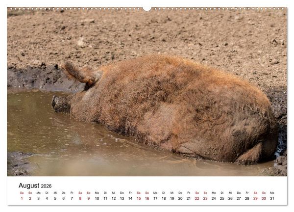 Produktbild: Alte Nutztierrassen 2026 (Wandkalender 2026 DIN A2 quer), CALVENDO Monatskalender