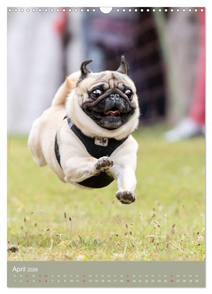 Produktbild: Mops-Rennen (Wandkalender 2026 DIN A3 hoch), CALVENDO Monatskalender