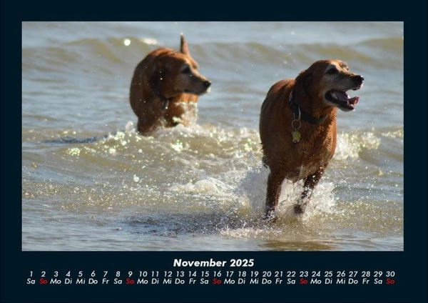 Produktbild: Der Hundekalender 2025 Fotokalender DIN A4
