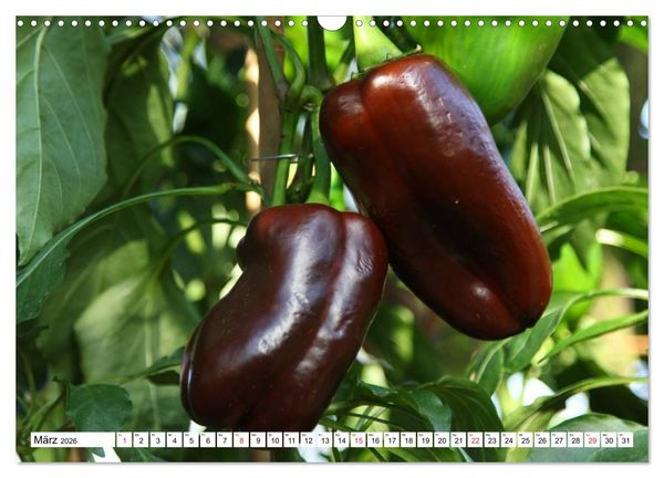Produktbild: F&uuml;r Chili Liebhaber (Wandkalender 2026 DIN A3 quer), CALVENDO Monatskalender