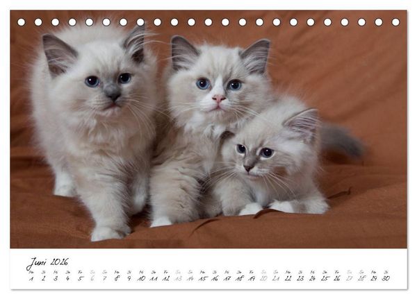 Produktbild: Ragdoll Kitten (Tischkalender 2026 DIN A5 quer), CALVENDO Monatskalender