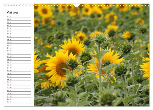 Produktbild: Sonnenblumen Impressionen (Wandkalender 2026 DIN A3 quer), CALVENDO Monatskalender