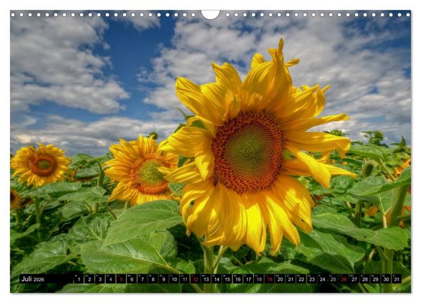 Produktbild: Zeit f&uuml;r Sonnenblumen (Wandkalender 2026 DIN A3 quer), CALVENDO Monatskalender