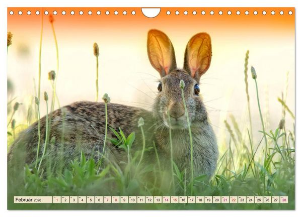 Produktbild: Feldhasen und Kaninchen (Wandkalender 2026 DIN A4 quer), CALVENDO Monatskalender