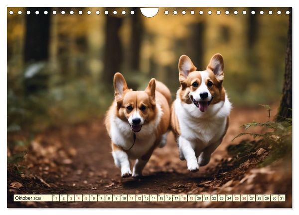 Welsh Corgi Pembroke (Wandkalender 2025 DIN A4 quer), CALVENDO Monatskalender