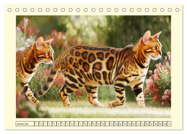 Produktbild: Bengalkatzen. Der elegante Mini-Leopard im Garten (Tischkalender 2026 DIN A5 quer), CALVENDO Monatskalender
