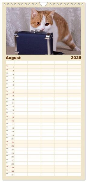 Produktbild: Familienplaner 2026 - Britisch Kurzhaar Katzen mit 5 Spalten (Wandkalender, 21 x 45 cm) CALVENDO
