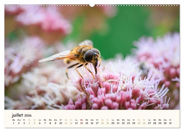 Produktbild: Nos amis les insectes (Calendrier mural 2026 DIN A2 vertical), CALVENDO calendrier mensuel