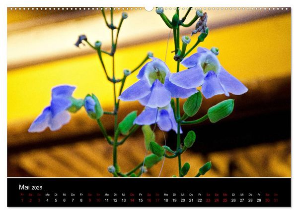 Produktbild: Guten Morgen, Vietnam! (Wandkalender 2026 DIN A2 quer), CALVENDO Monatskalender