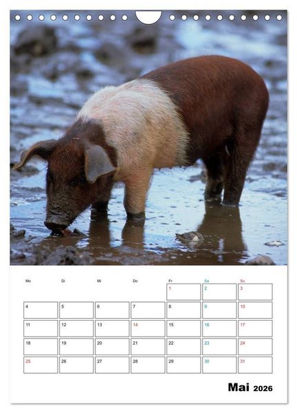 Produktbild: Schweine 2026 (Wandkalender 2026 DIN A4 hoch), CALVENDO Monatskalender