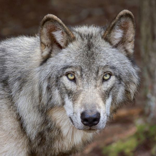 Produktbild: W&ouml;lfe / Wolves 2027