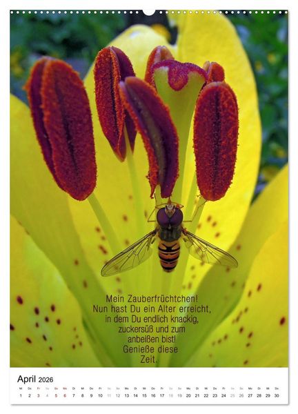 Produktbild: Licht Farbe Natur (Wandkalender 2026 DIN A2 hoch), CALVENDO Monatskalender